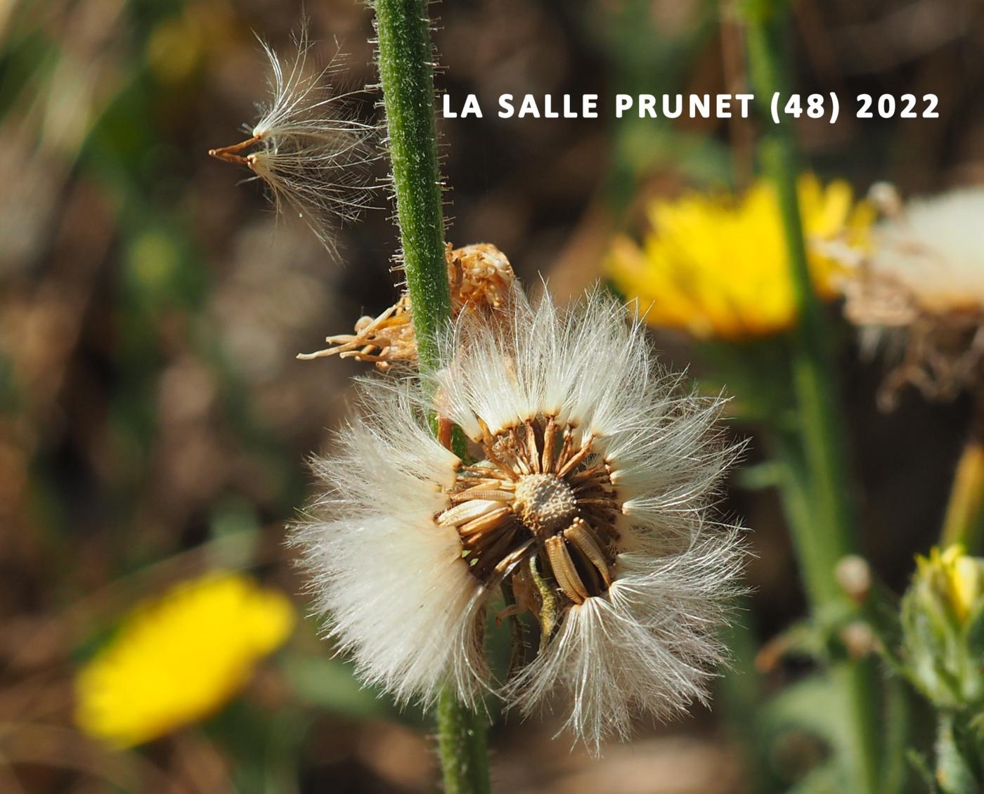 Oxtongue, Hawkweed fruit